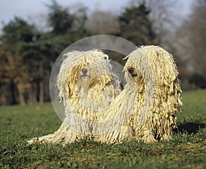 Hungarian Puli Dog, Adults sitting on Grass