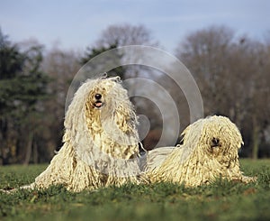 Hungarian Puli Dog, Adults standing on Grass