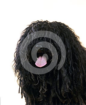 Hungarian Puli Dog, Portrait of Adult against White Background