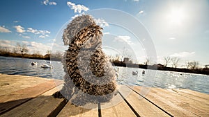 Hungarian Puli dog sitting on dock