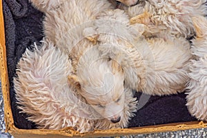 Hungarian Puli Puppies