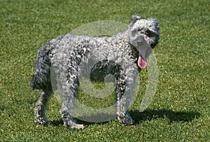 Hungarian Pumi Dog, Adult standing on Grass