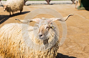 Hungarian racka sheep