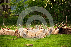 Hungarian racka sheep