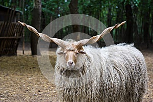 Hungarian 'racka' sheep