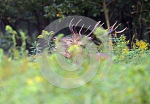 Hungarian Red Deer photo