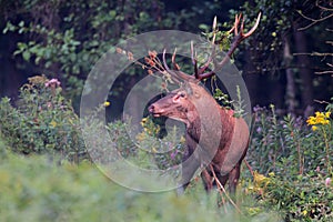 Hungarian Red Deer photo
