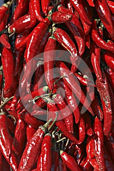 Hungarian red hot pepper