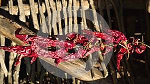 Hungarian red peppers dry in the sun. VERTICAL VIDEO for social media account