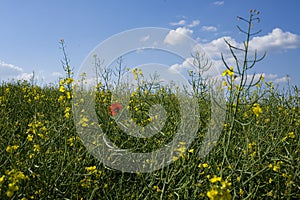 Hungarian scene in the spring