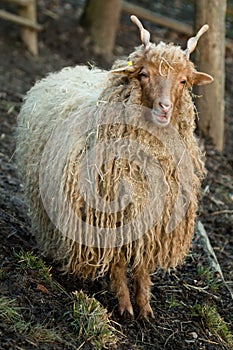 Hungarian screw-horned sheep, dreadlock