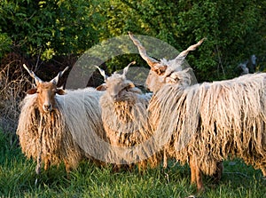 Hungarian sheep