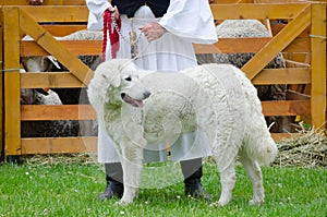 Hungarian shepherd dog pooch standing in front of sheep barn wit