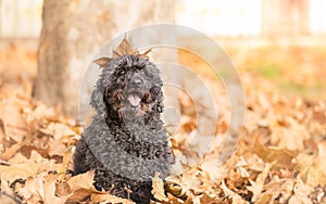 Hungarian shepherd dog Puli