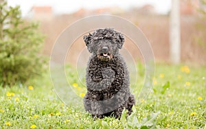 Hungarian shepherd Puli