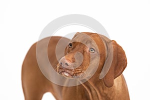 Hungarian shorthaired gelding - head and torso. Front view of Female dog.