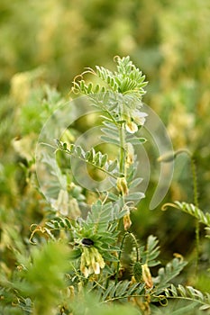 Hungarian vetch crop in cultivated field