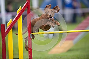 Hungarian Vizla jumping over yellow hurdle on agility competition recreation