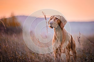 Hungarian Vizsla