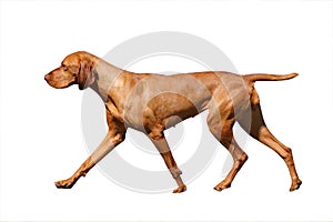 Hungarian Vizsla photo