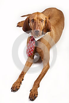 Hungarian Vizsla in Business Tie