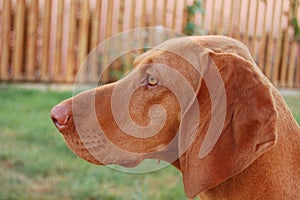 Hungarian Vizsla dog photo