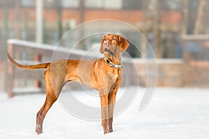 Hungarian Vizsla dog