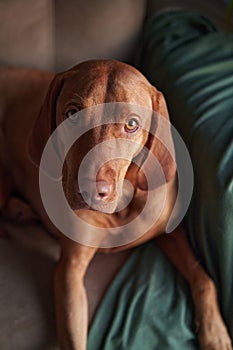 A Hungarian Vizsla lounges on a couch, partially draped by a green blanket photo