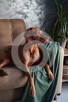 A Hungarian Vizsla lounges on a couch, partially draped by a green blanket photo