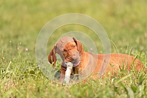 Hungarian vizsla dog play with a stick
