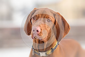 Hungarian Vizsla dog portrait