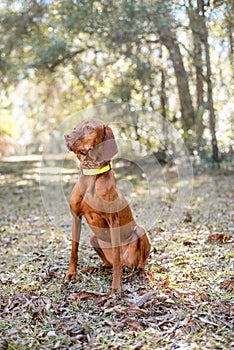 Hungarian vizsla dog portrait in the fall background