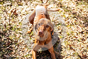 Hungarian vizsla dog portrait in the fall background