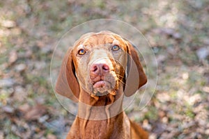 Hungarian vizsla dog portrait in the fall background