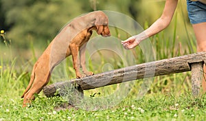 Hungarian Vizsla dog training