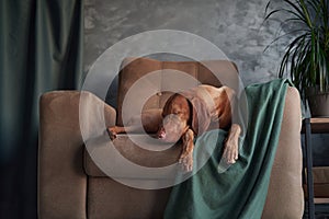 A Hungarian Vizsla lounges on a couch, partially draped by a green blanket