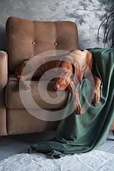 A Hungarian Vizsla lounges on a couch, partially draped by a green blanket