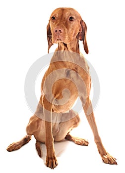 Hungarian Vizsla purebred dog