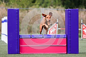 Hungarian Vizsla running dog agility