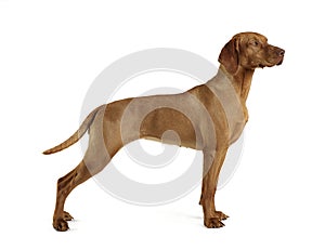 Hungarian vizsla standard in a white background