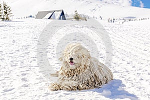 Hungarian white purebred puli breed dog,shepherd dog with dreadlock outdoor lying on snow at winter in the Carpathian