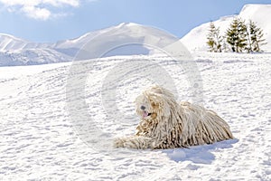Hungarian white purebred puli breed dog,shepherd dog with dreadlock outdoor lying on snow at winter in the Carpathian mountains,