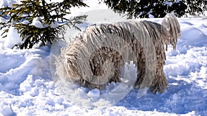Hungarian white purebred puli breed dog,shepherd dog with dreadlock walking on snow at winter in mountains