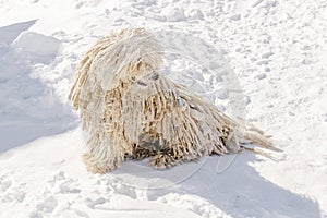 Hungarian white purebred puli breed dog,shepherd dog pet with dreadlock outdoor lying on snow at winter in the