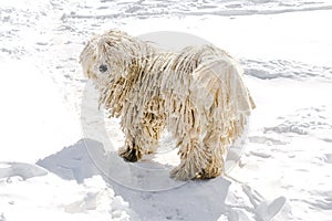 Hungarian white purebred puli breed dog,shepherd dog pet with dreadlock outdoor lying on snow winter