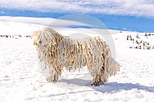 Hungarian white purebred puli breed dog,shepherd dog pet with dreadlock outdoor lying on snow at winter in the