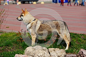 Hungarian Wolf Dog