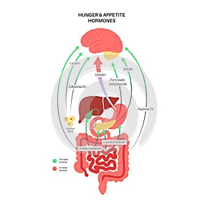 Hunger appetite hormones