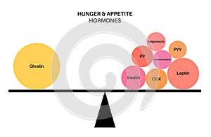 Hunger appetite hormones