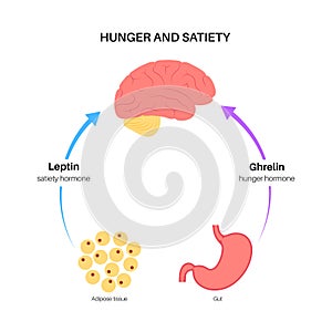 Hunger appetite hormones